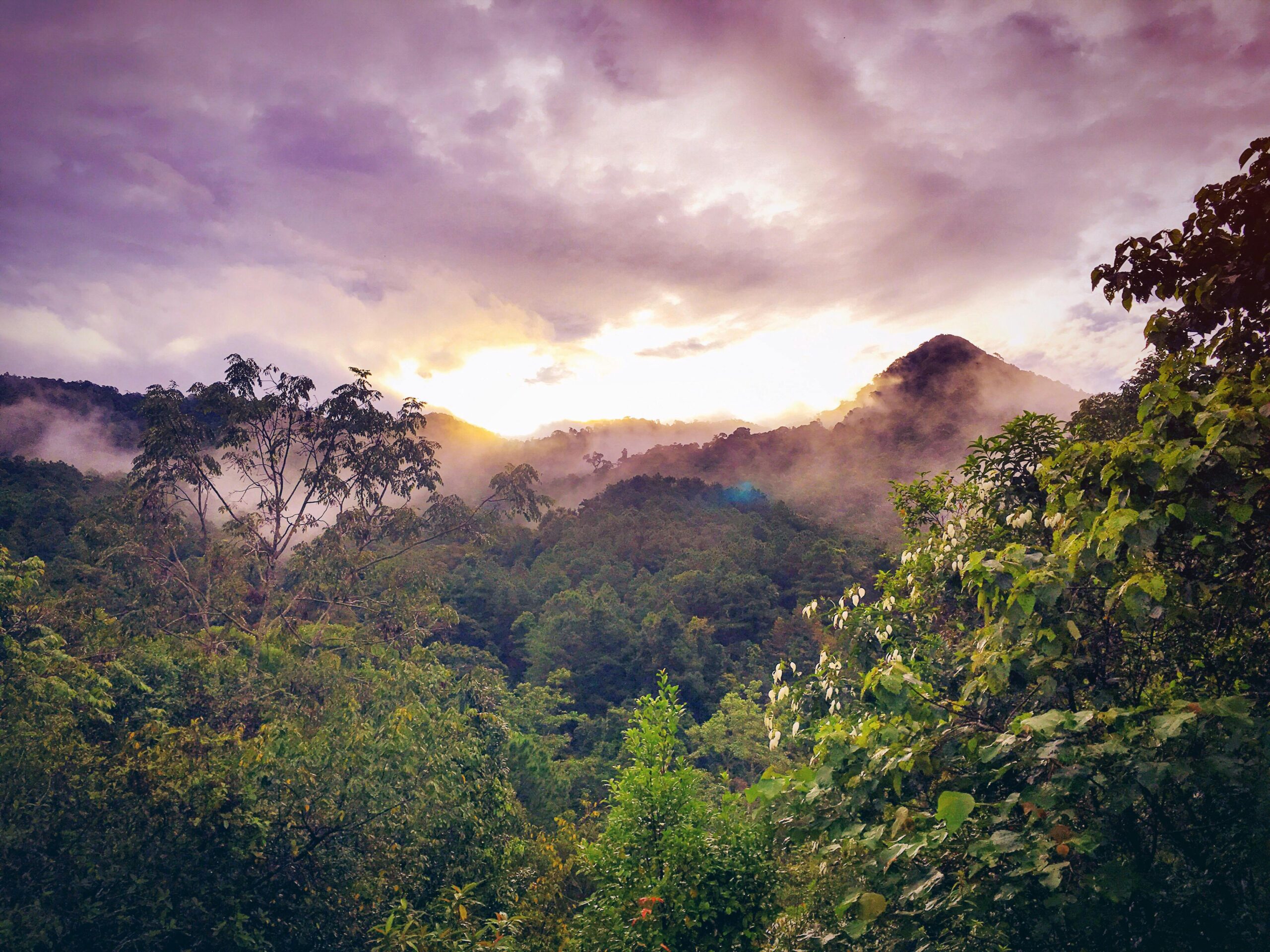 Regenwoud in Brazilië 