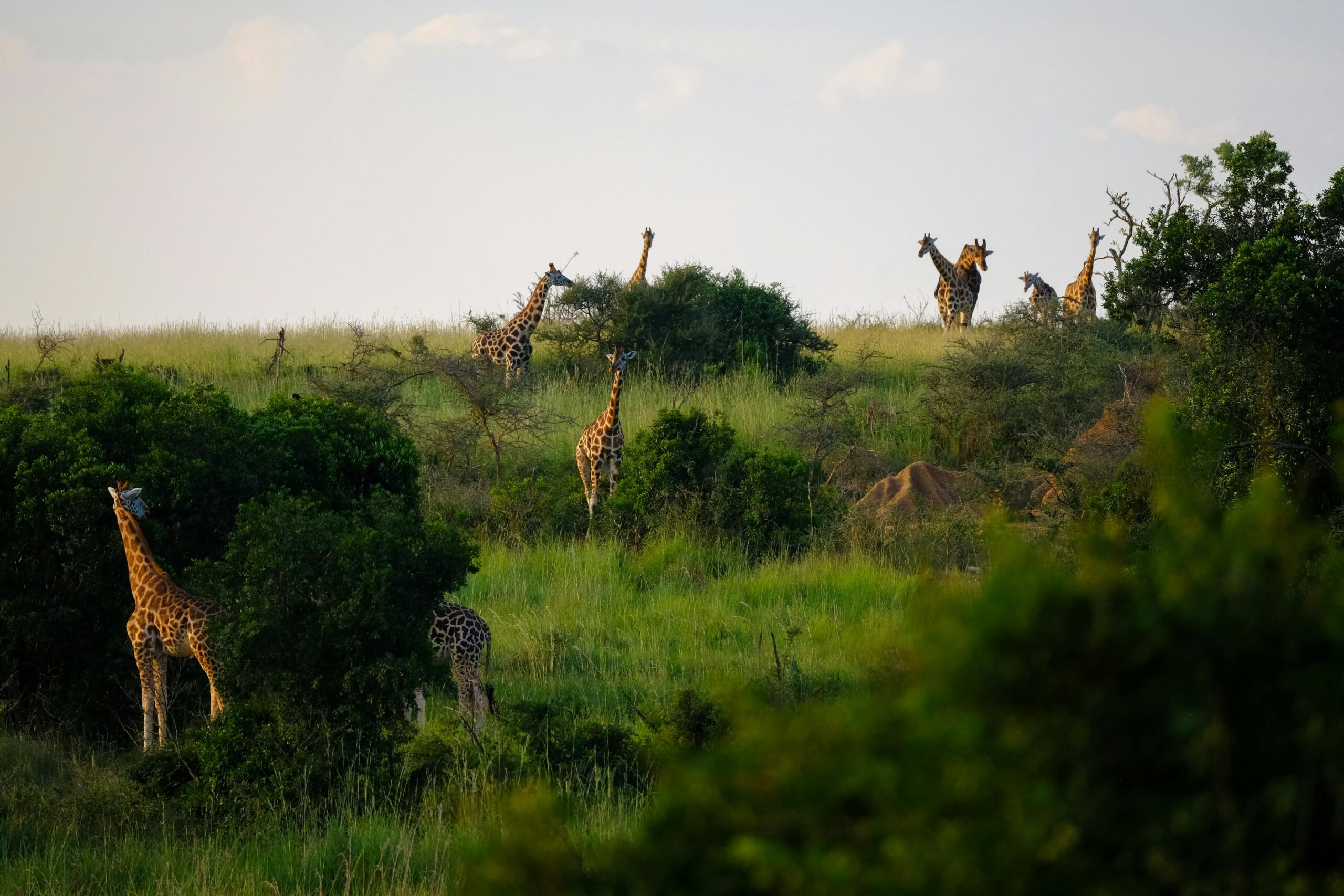 Giraffen in Afrika 