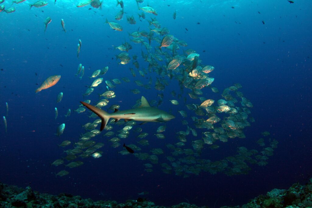 Rifhaaien in Shark Point in Phuket 