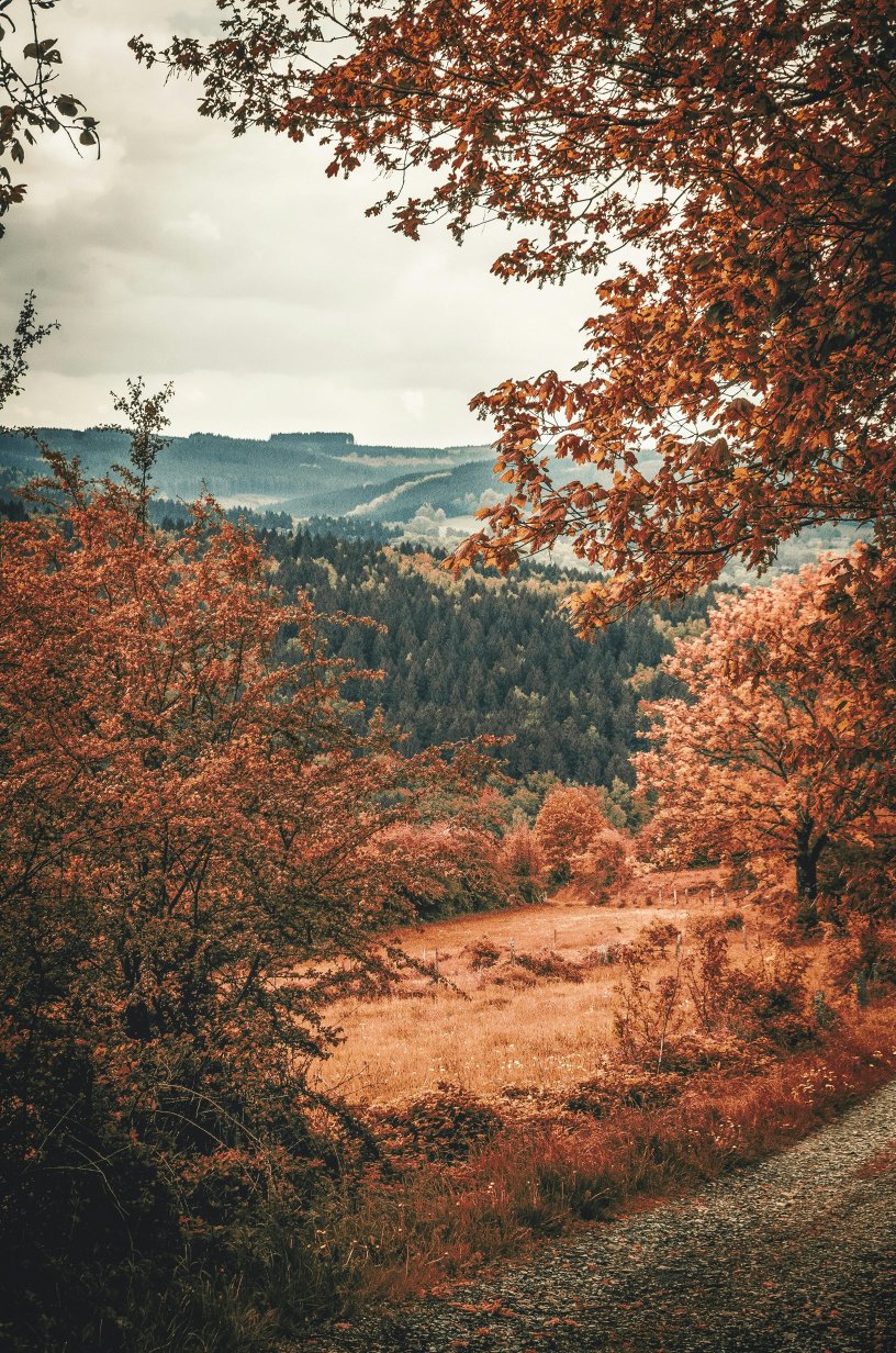 Bossen in België